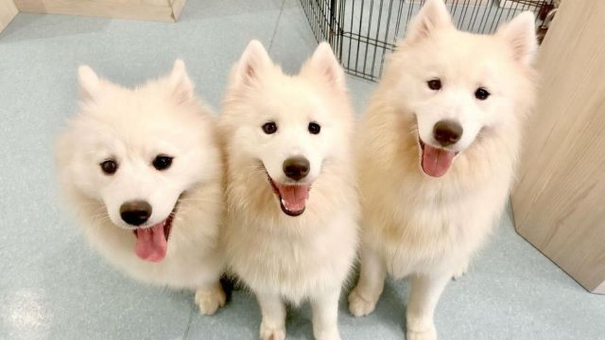 Samoyed Cafe Al Osaka Kitahorie - Restaurant Guide - TableCheck