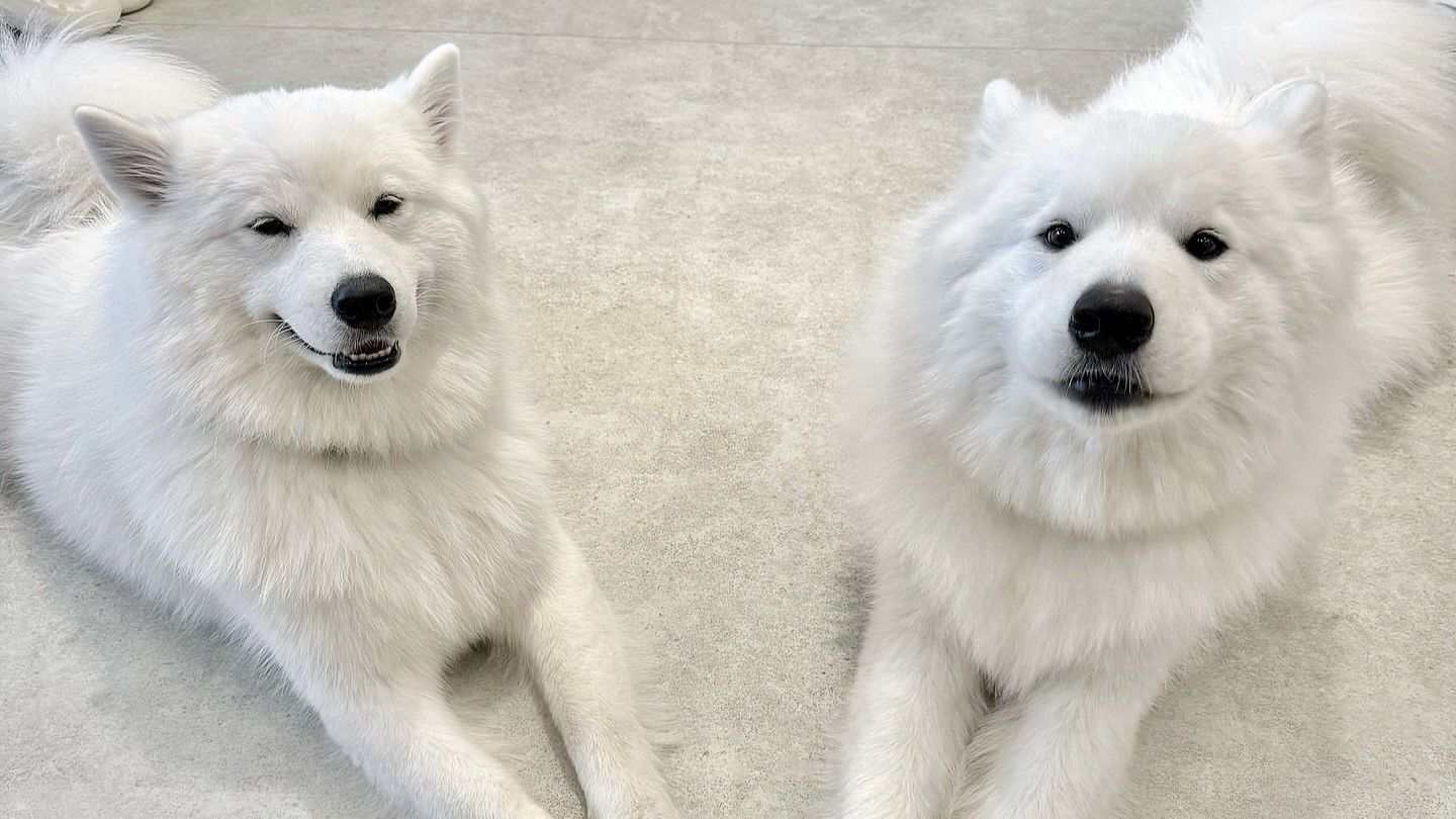 Samoyed Cafe Al Sendai