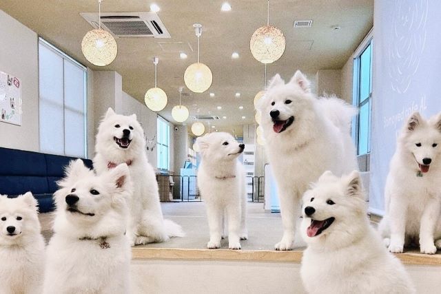 Samoyed Cafe Al KYOTO KAWARAMACHI
