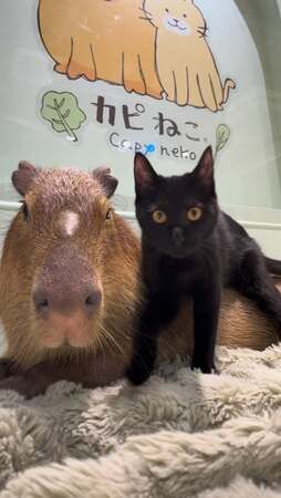 Capybara & Cat - capyneko - HARAJUKU TOKYO