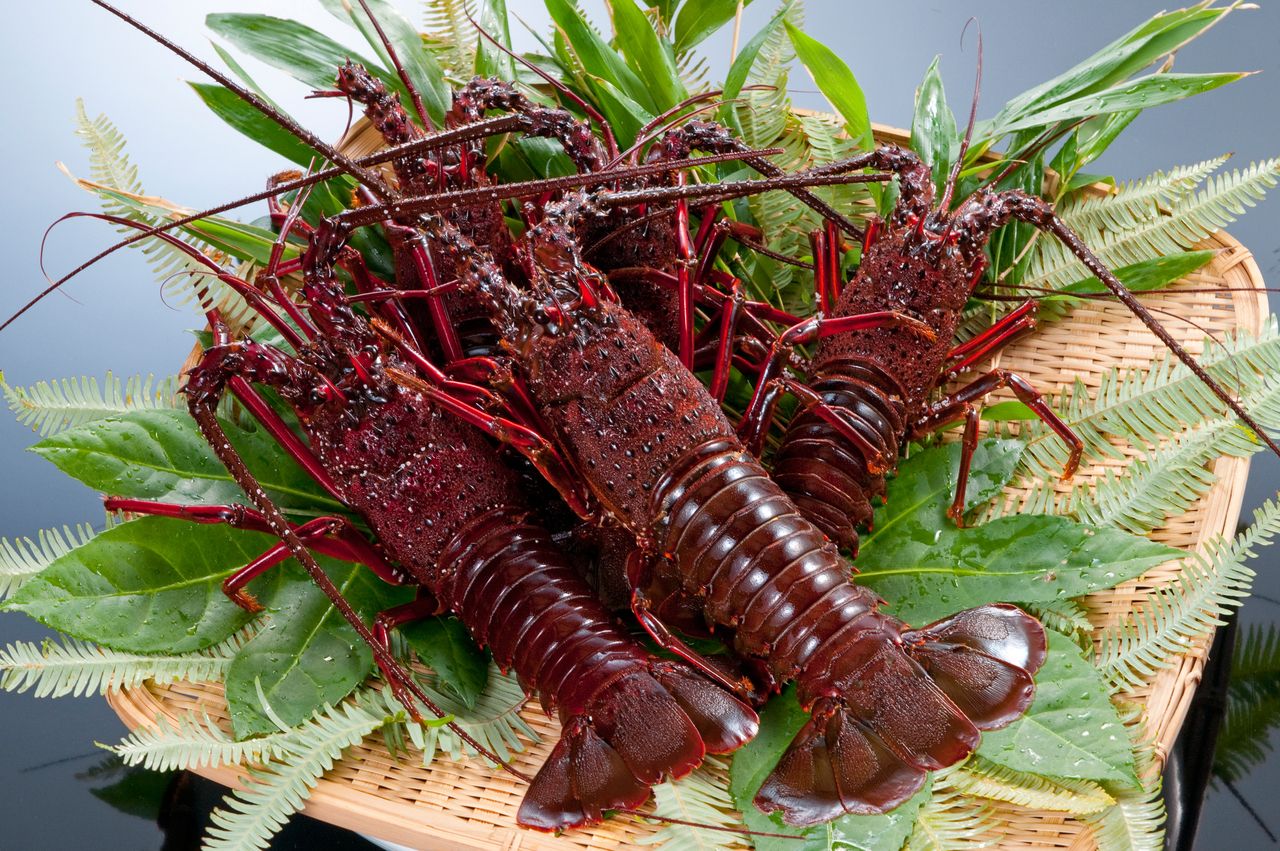 3 Persons or More – Basic Course plus Ise-ebi Spiny Lobster - A wonderful opportunity to taste Shima Cuisine!