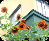 【ディナー】月替わりの花のコース