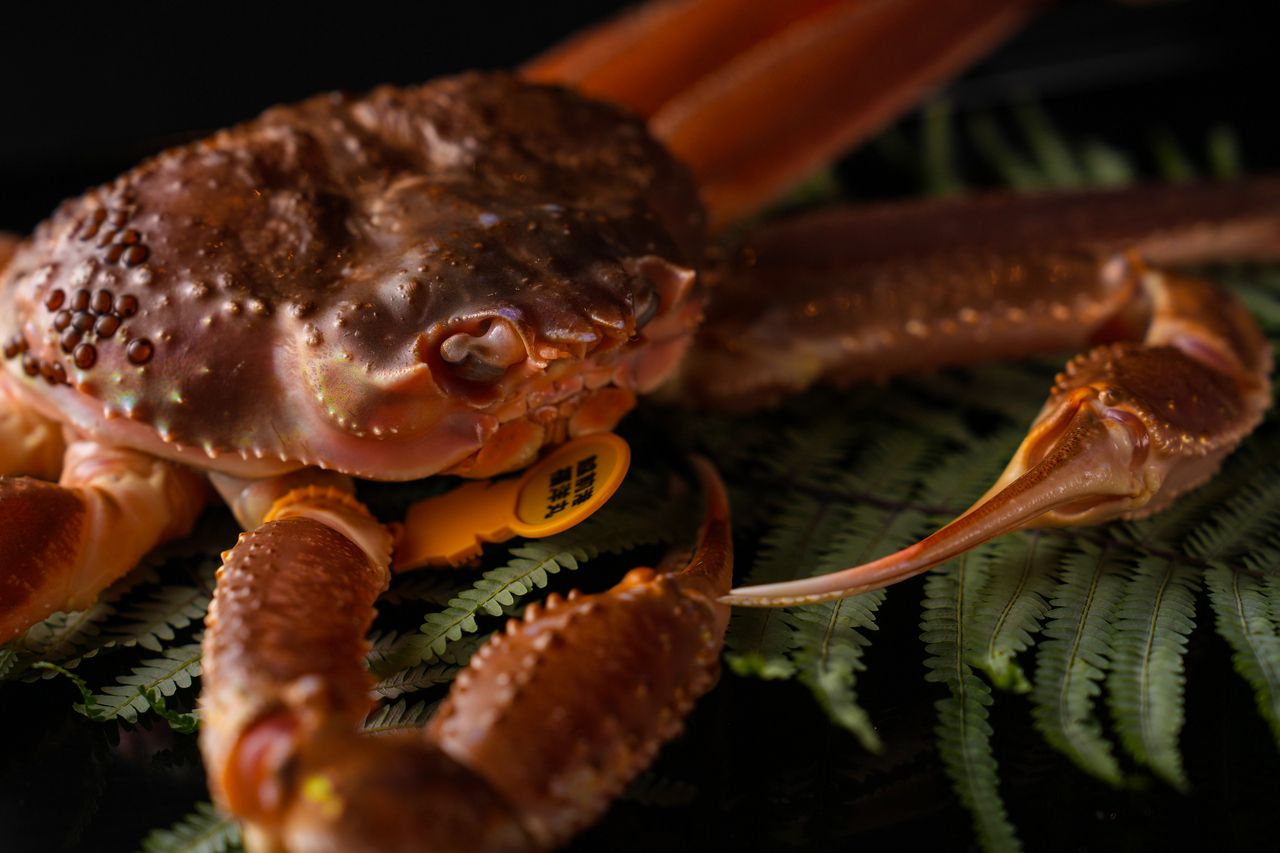 Rantei Omakase Course ¥33,000