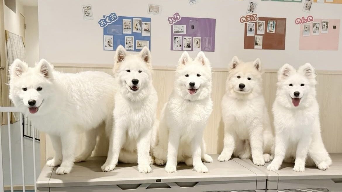 Weekends and Holidays: Regular ticket (50 minutes)