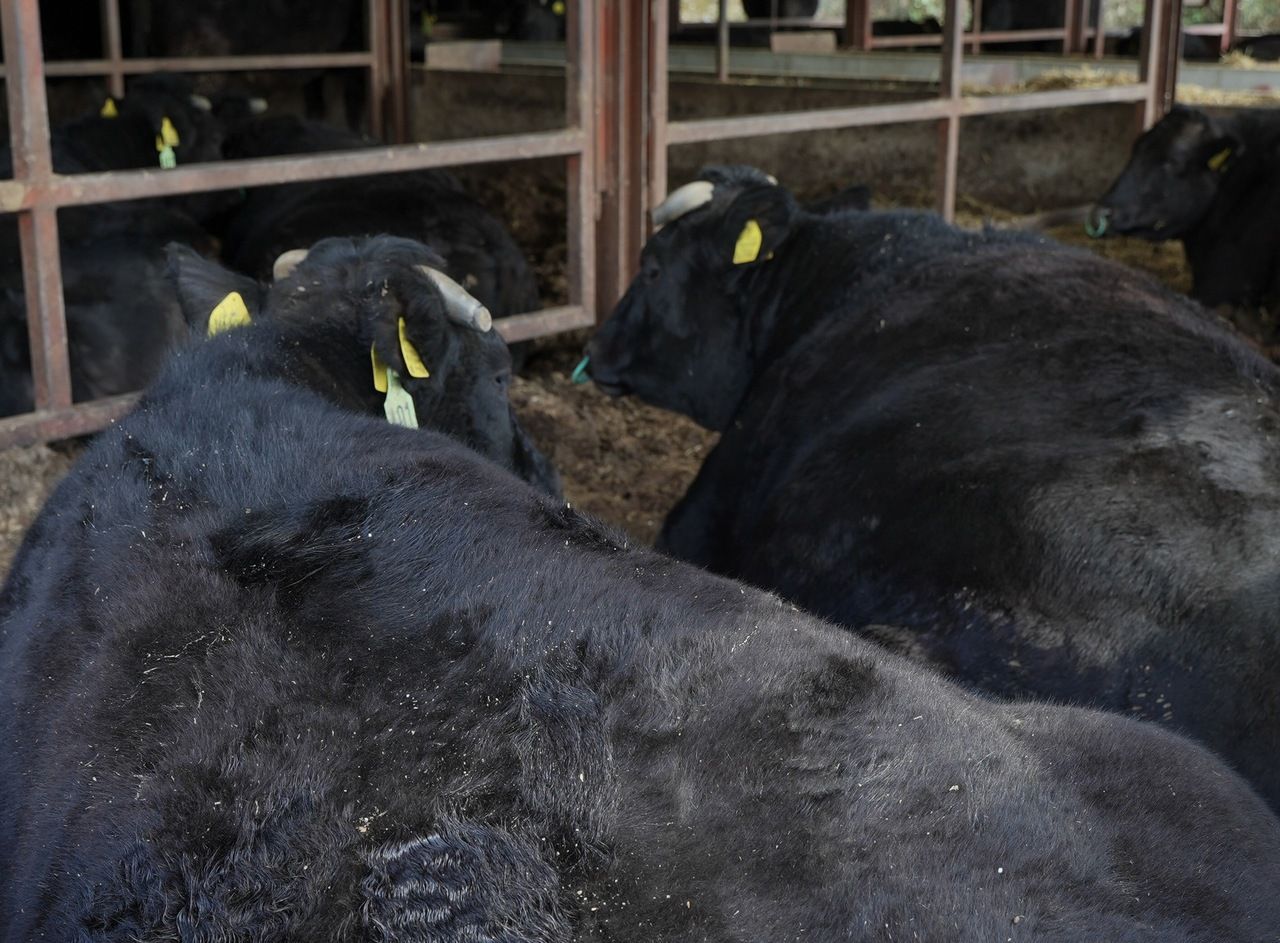 KOBE  OMAKASE course -Premium Wagyu