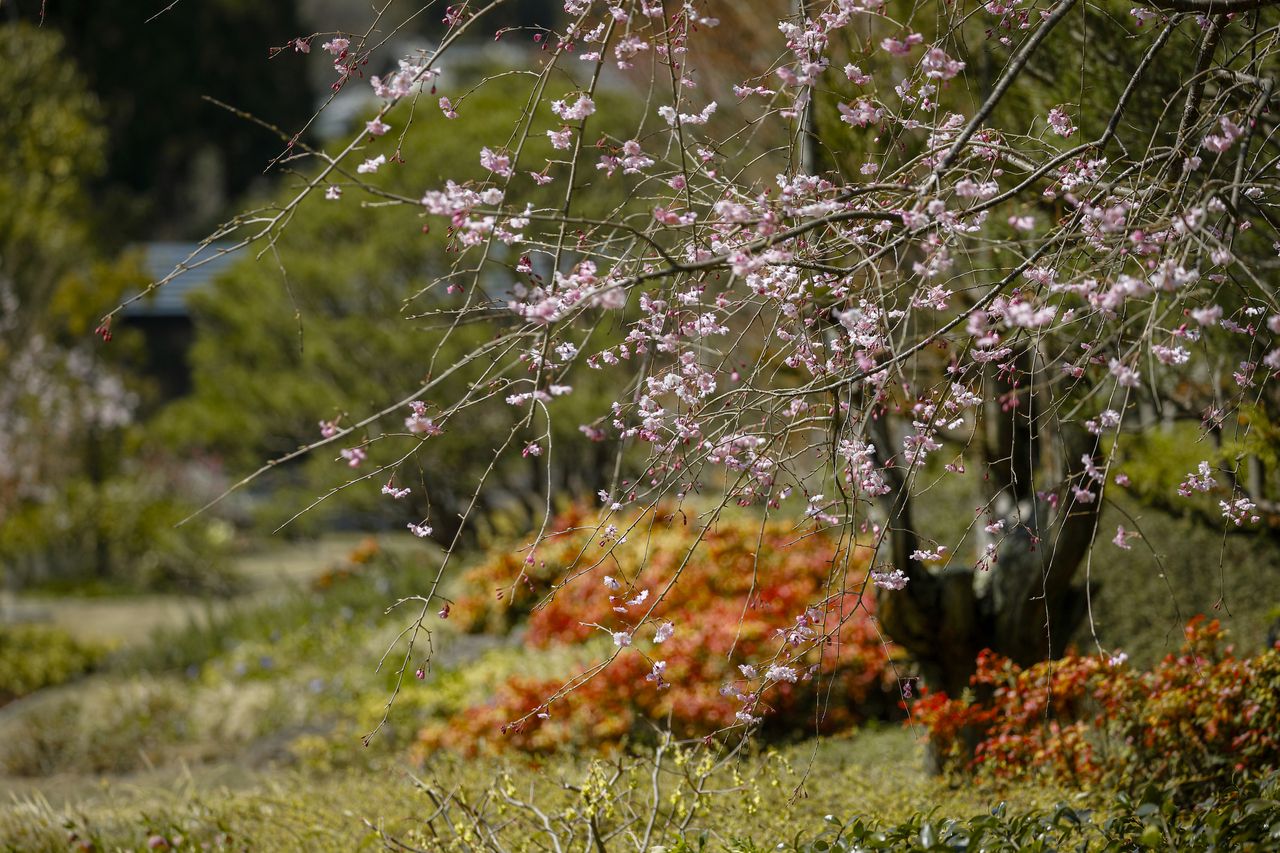 【Dinner】SPRING COURSE ¥12,000