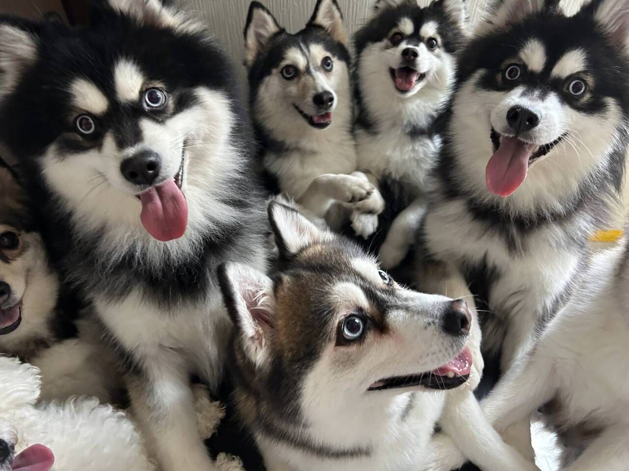 【平日】ポミネセット（チケット、おやつ1個、チェキ1枚　1時間完全入替制）