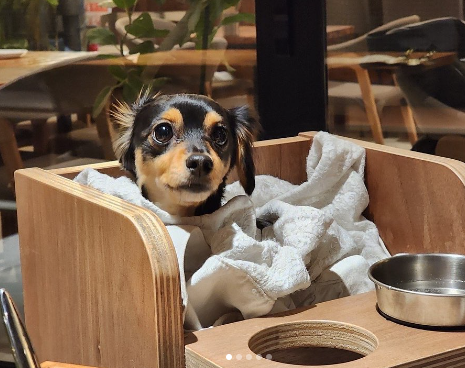 テラス席（🐕ワンちゃん連れ）