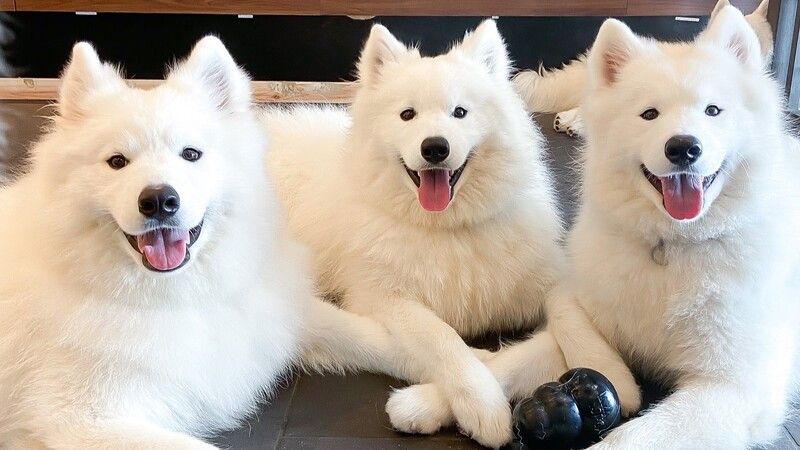 Samoyed Cafe Al Sendai