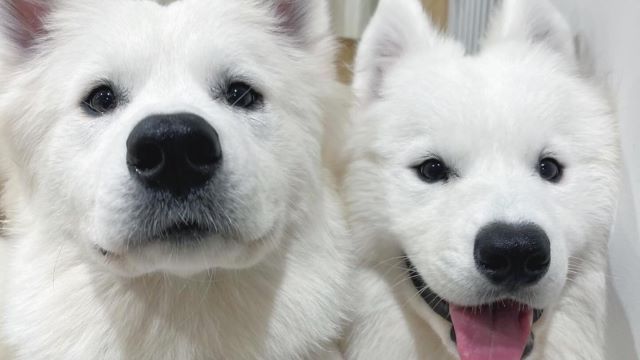 Samoyed Cafe Al Yokohama Chinatown ten