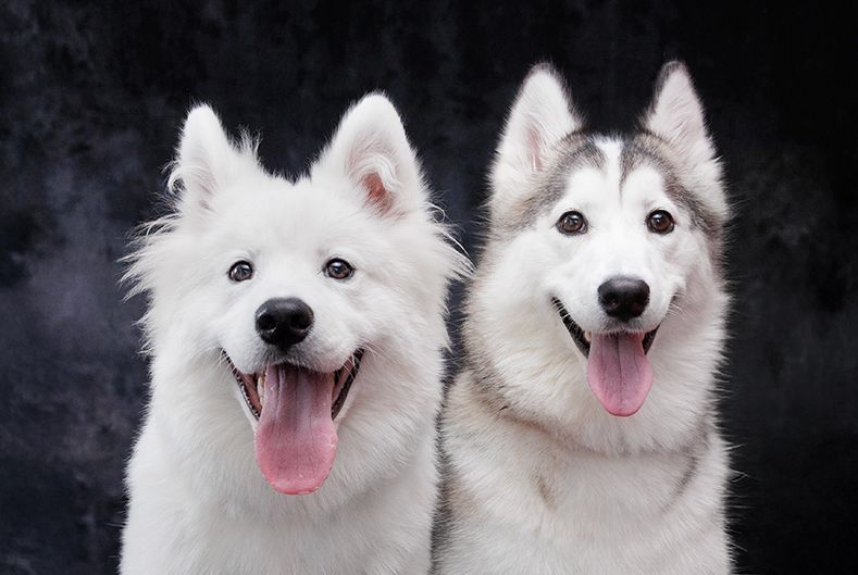 サモエドカフェスマイル