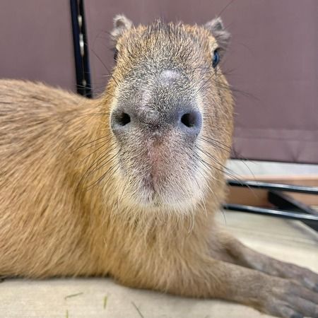 Capybara Cafe moffu Harajyuku