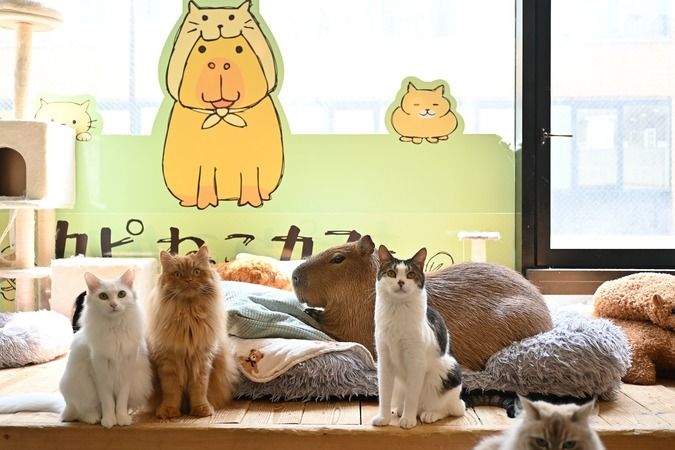 Capybara Cafe Tokyo & Cat Capyneko Cafe Kichijoji