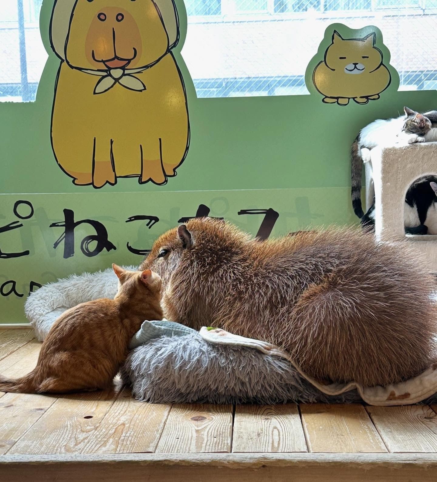 Capybara Cafe Tokyo & Cat Capyneko Cafe Kichijoji