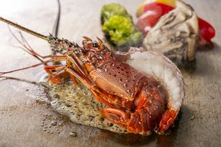 特別課程龍蝦課程