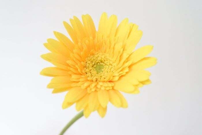 【ディナー】月替わりの花のコース