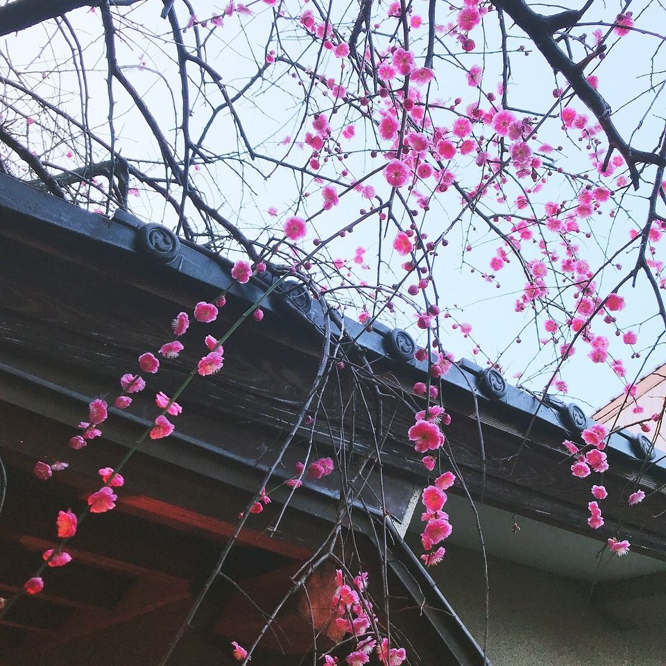 선부 · 구조 · 잇핀 - 셰프의 제철 추천 요리 · 장어 중 매화 회석 (예약 2 일 전까지) * 밤의 이용