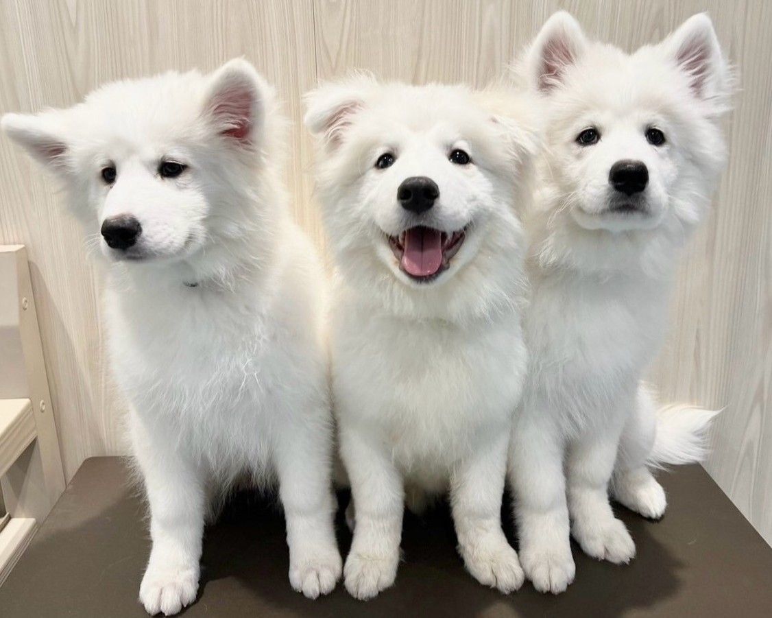  Regular ticket (50 minutes)