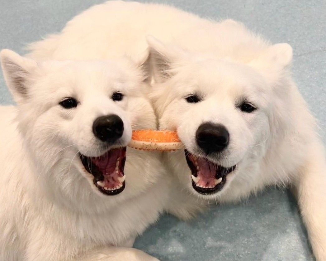 Weekends and Holidays: Regular ticket (50 minutes)