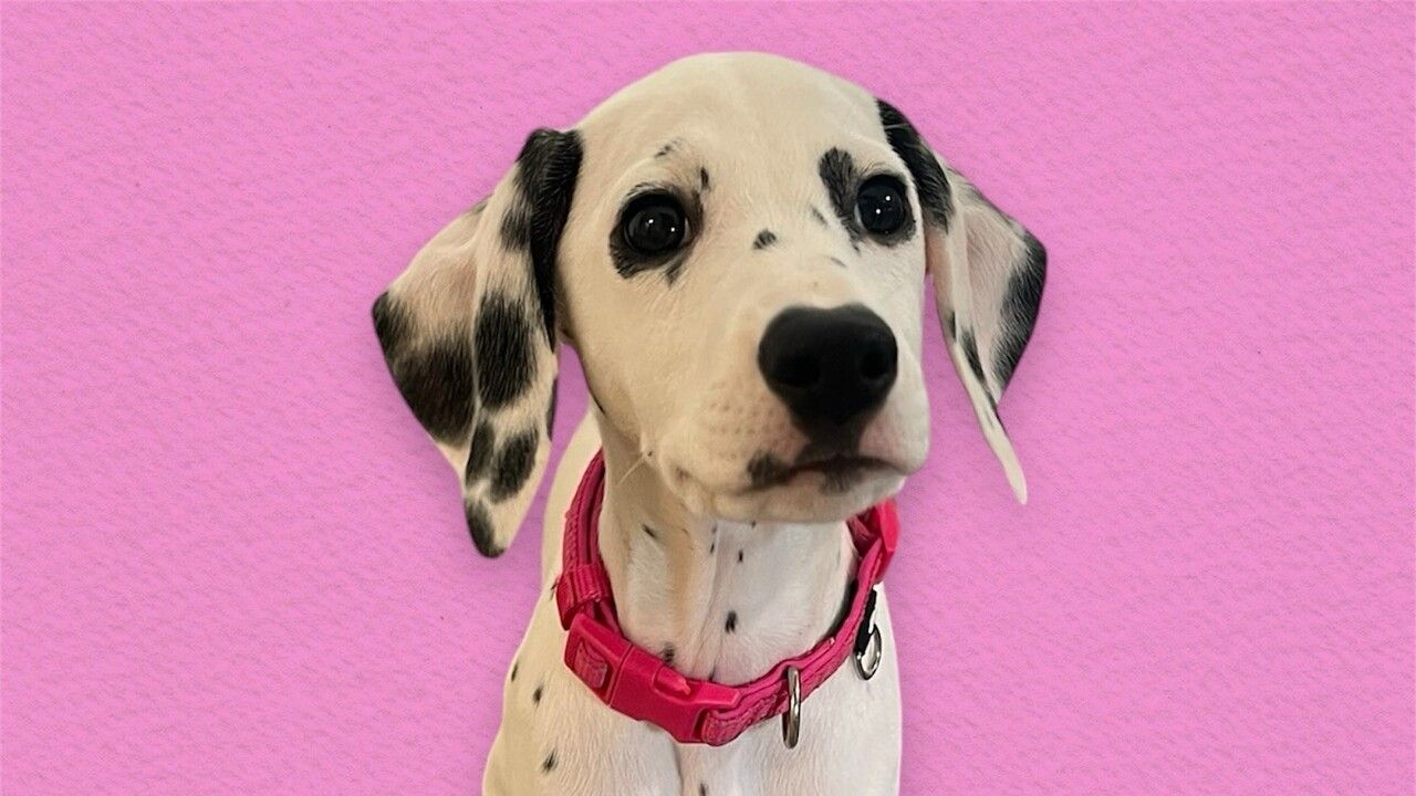 ≪土日祝≫ふれあいコース（50分）