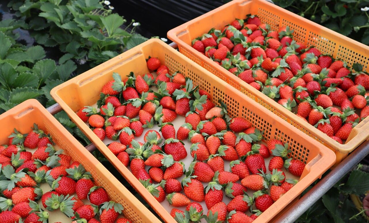 Fruit Course "strawberry" (Adult price)