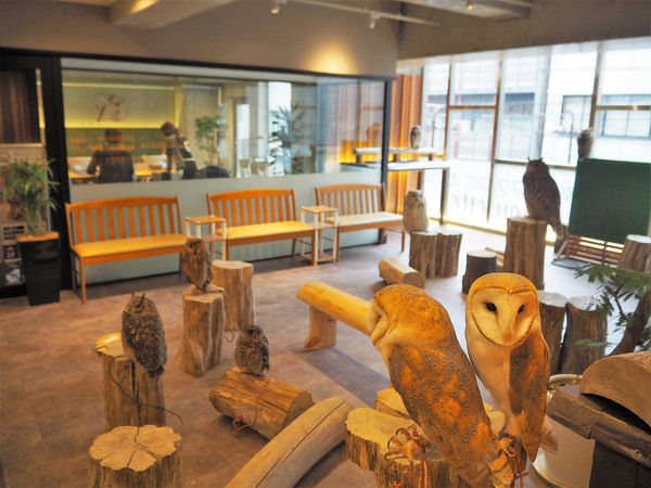 OsakaShinsaibashi Happy Owl Cafe Chouette