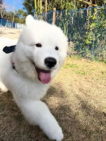 大型犬SMILE LAND