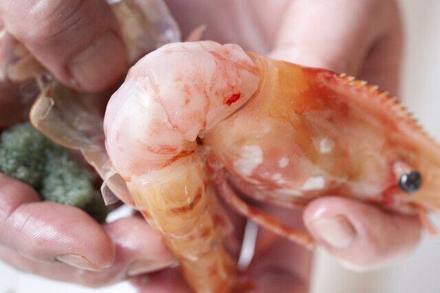 【昼のおまかせ 8,800円(さざなみ)】旬の握り11貫・伝統のいかそうめんを愉しむ