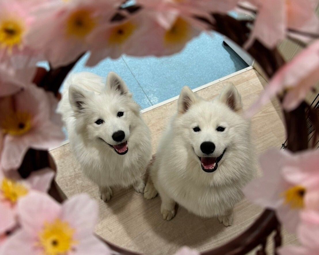 ≪토일요일 공휴일≫ 통상 티켓(50분)