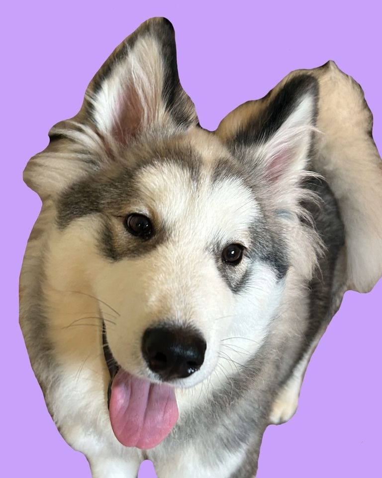  Regular ticket (50 minutes)