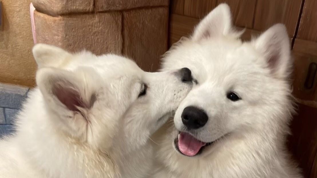 Weekends and Holidays: Regular ticket (50 minutes)