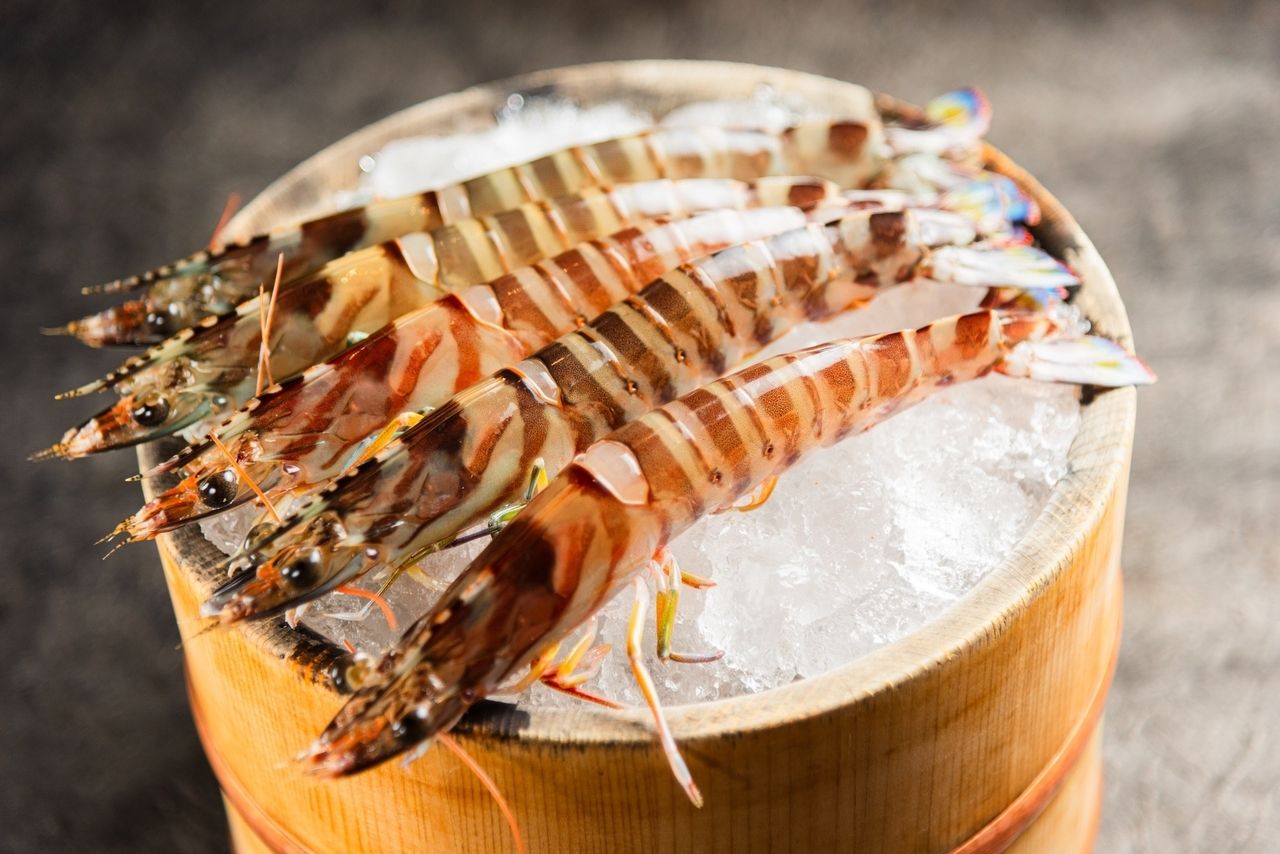 Chef's choice course with extra-large live tiger prawns (free drink)