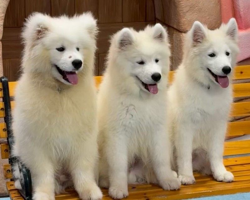 ≪冬休み期間≫通常チケット（50分）