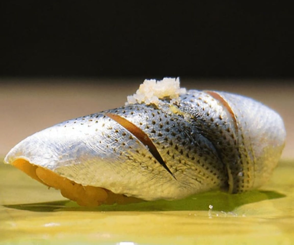 B コース（1日限定10食）