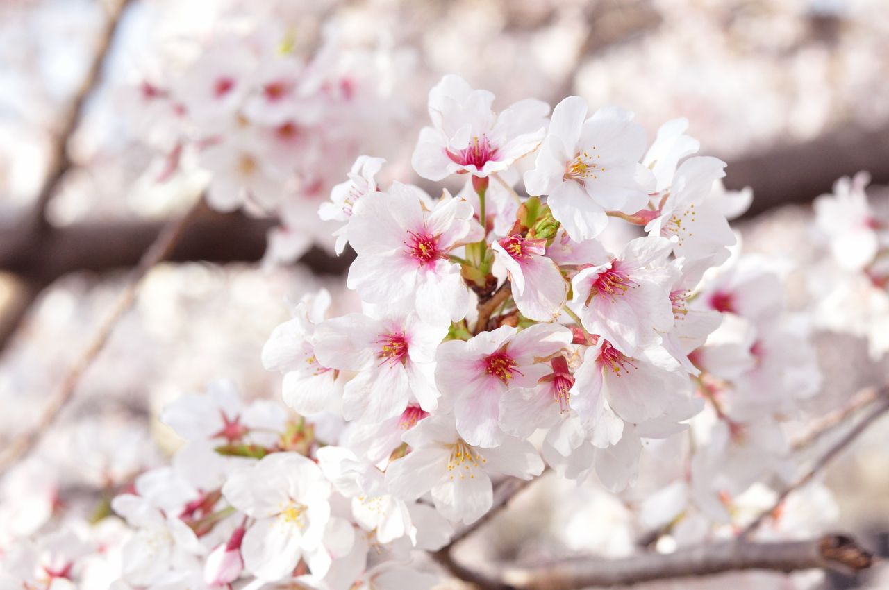 櫻花套餐+吐司飲品