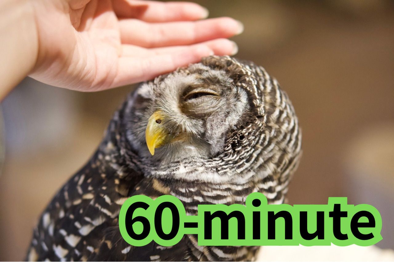 【60分大人】 触れ合いのみ＋1オーダー制