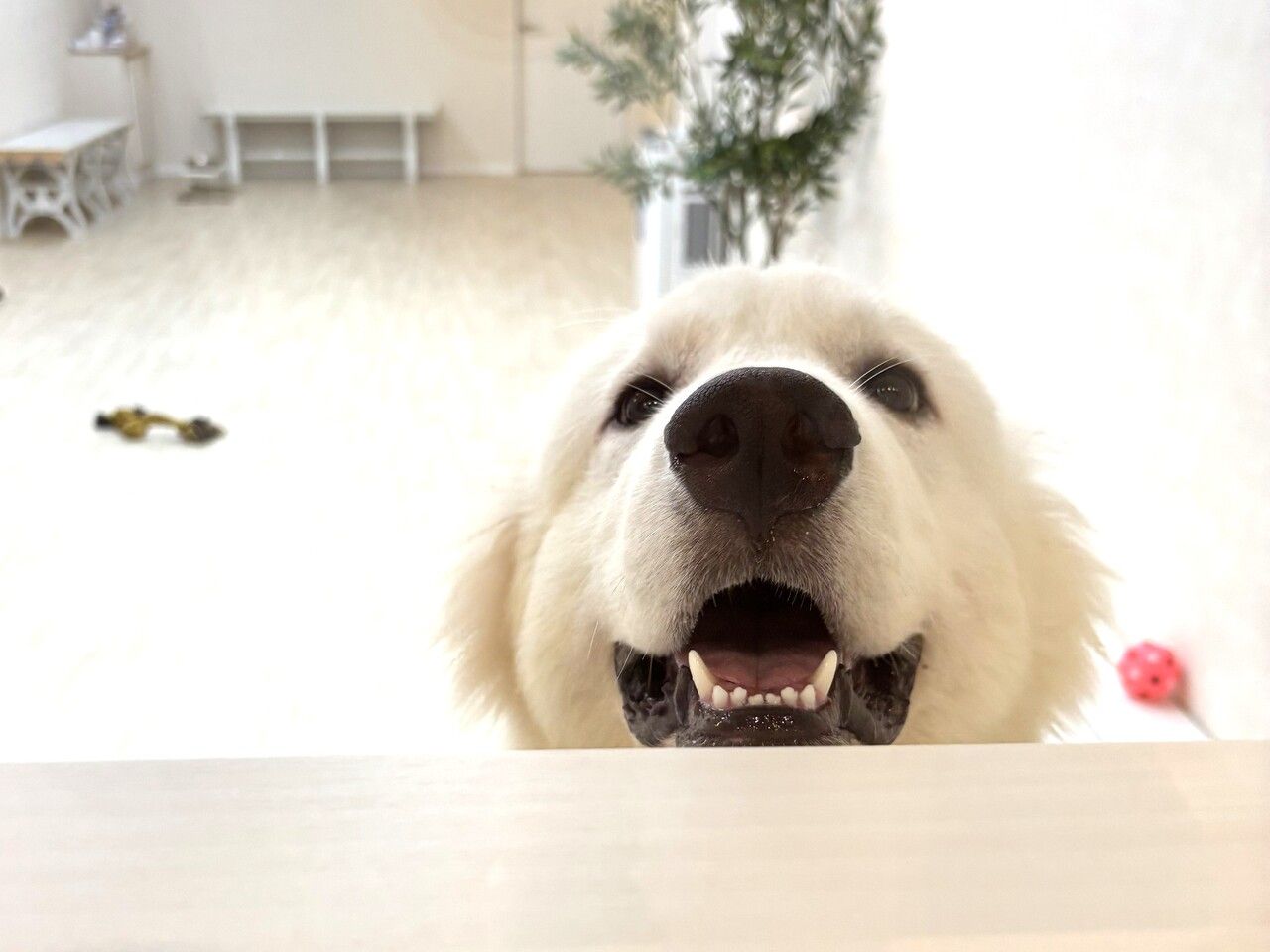 [Weekdays] Regular ticket (60 minutes)