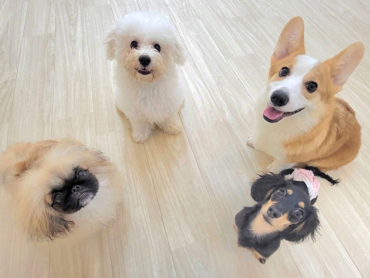 【土】もふまみれ貸切コース(60分)