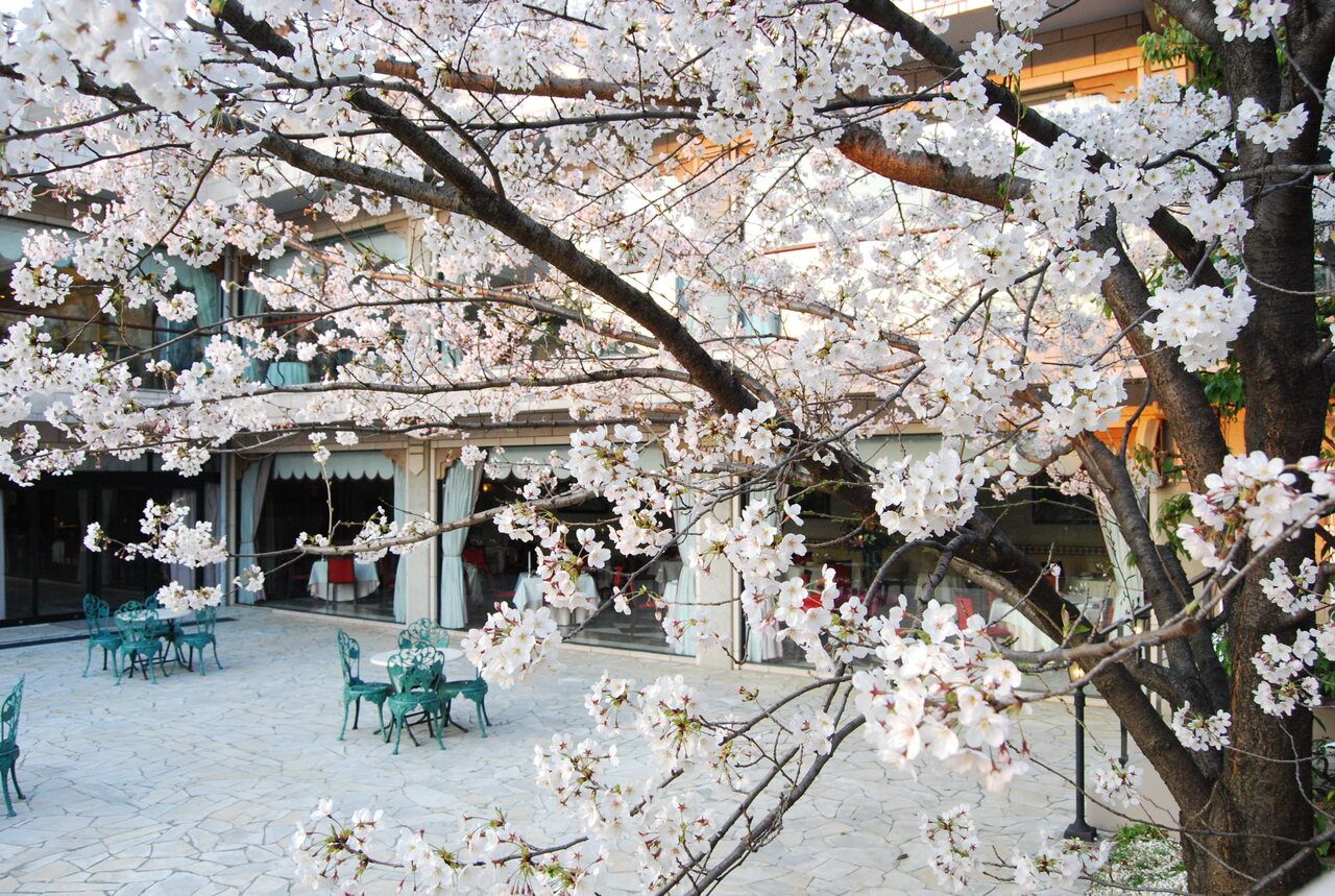 フレンチ【ランチ】桜コース