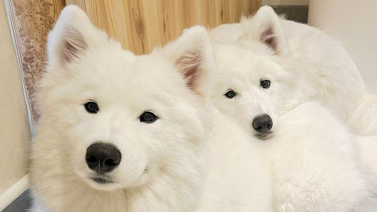 samoyed サモエドnugu ヌグ フリース - メルカリ