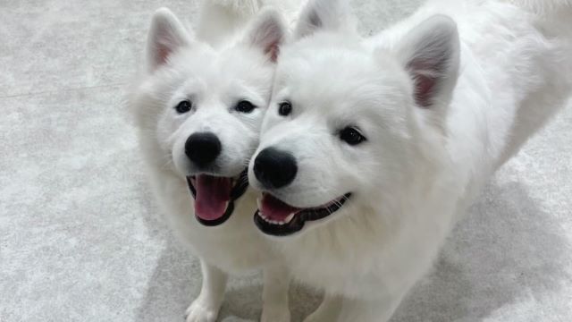 df668cae.jpg?1729667688