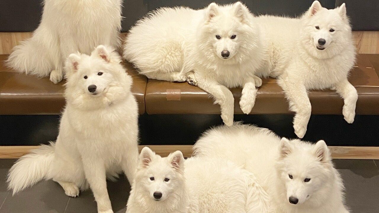 Samoyed/365DayDenim サモエド デニム MY SAMOYED] 365 Day Denim (Wave Blue) | ファッション通販