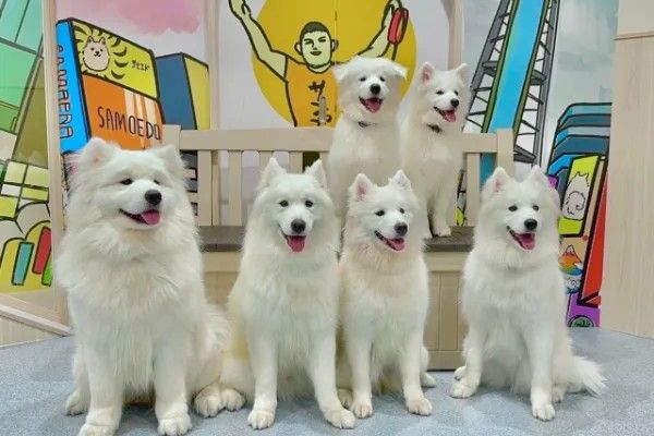 Cho! Samoyed Tsutenkaku store - Restaurant Guide - TableCheck