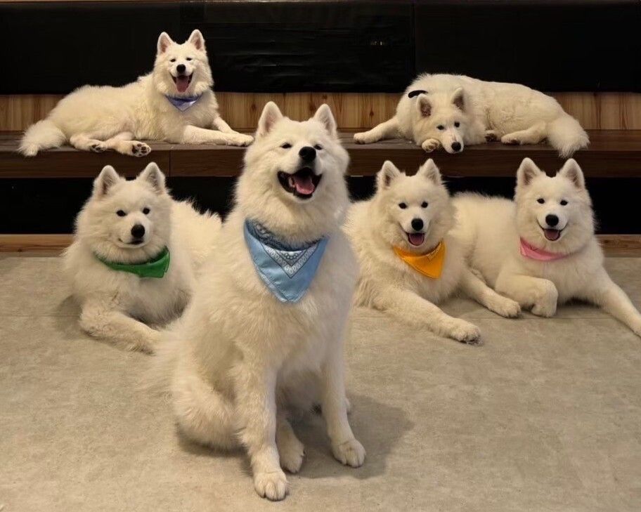 Cho! Samoyed Harajuku Store - Restaurant Guide - TableCheck