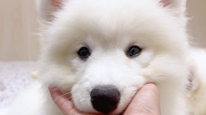 Samoyed Cafe Al Shibaura - Restaurant Guide - TableCheck