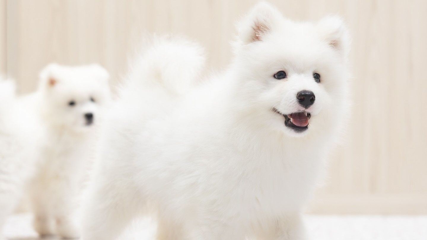 Samoyed Cafe Al Nagoya Sakae - ការណែនាំពហតមាន