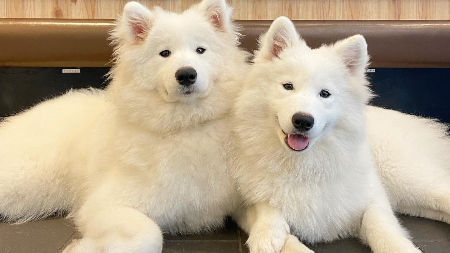 d75cd3a3.jpg?1729666936