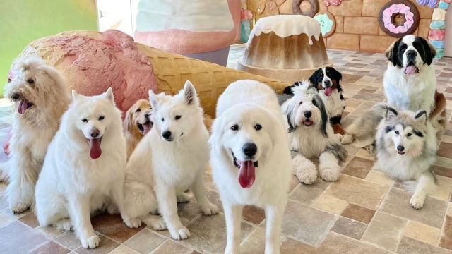 Large dog cafe GRAND MOU - Restaurant Guide - TableCheck