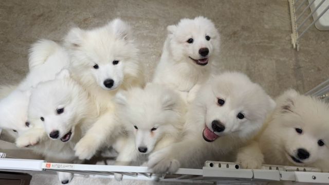 SAMOYED PARK 福岡天神店 - Restaurant Guide - TableCheck